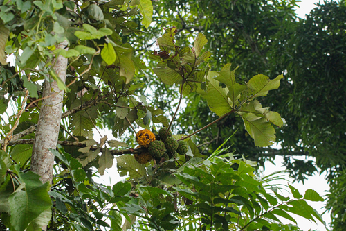 Myrianthus arboreus image