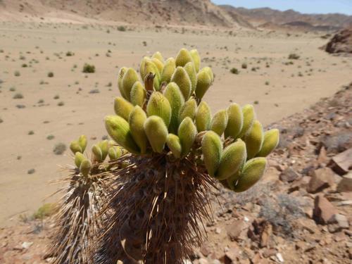 Pachypodium namaquanum