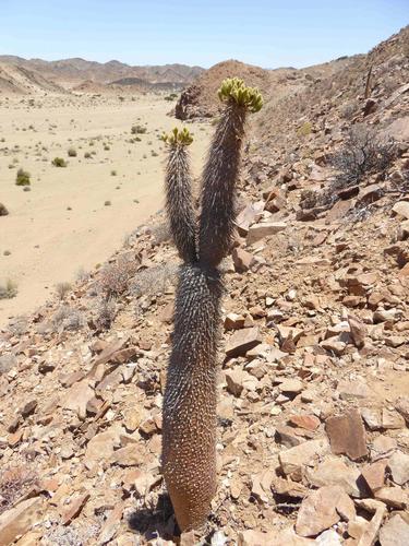 Pachypodium namaquanum