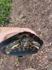 Trachemys scripta