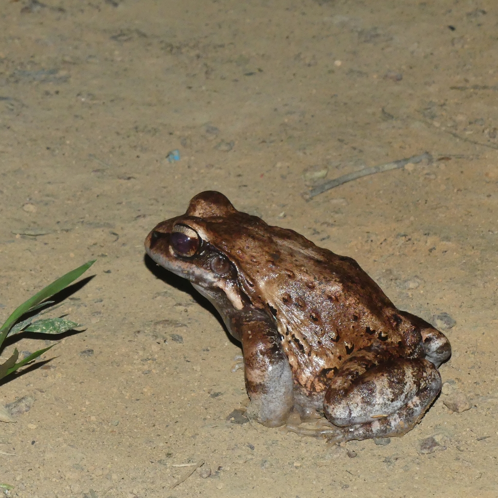 Myers' Thin-toed Frog