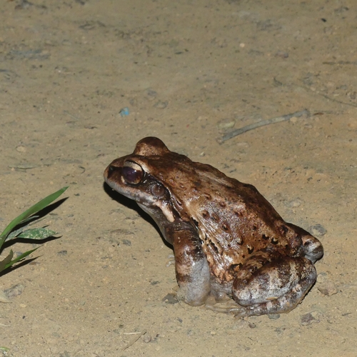 Myers' Thin-toed Frog