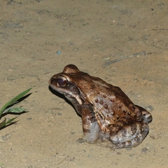 Leptodactylus myersi