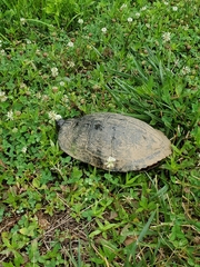 Trachemys scripta