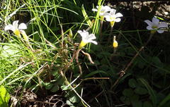 Oxalis punctata