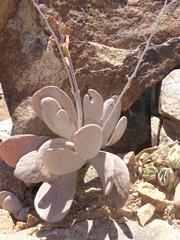 Adromischus