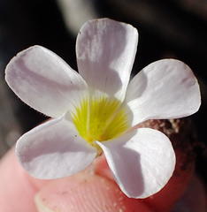 Oxalis punctata