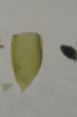 Pterigynandrum filiforme