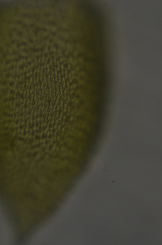 Image of Pterigynandrum filiforme by no rights reserved