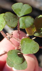Oxalis punctata