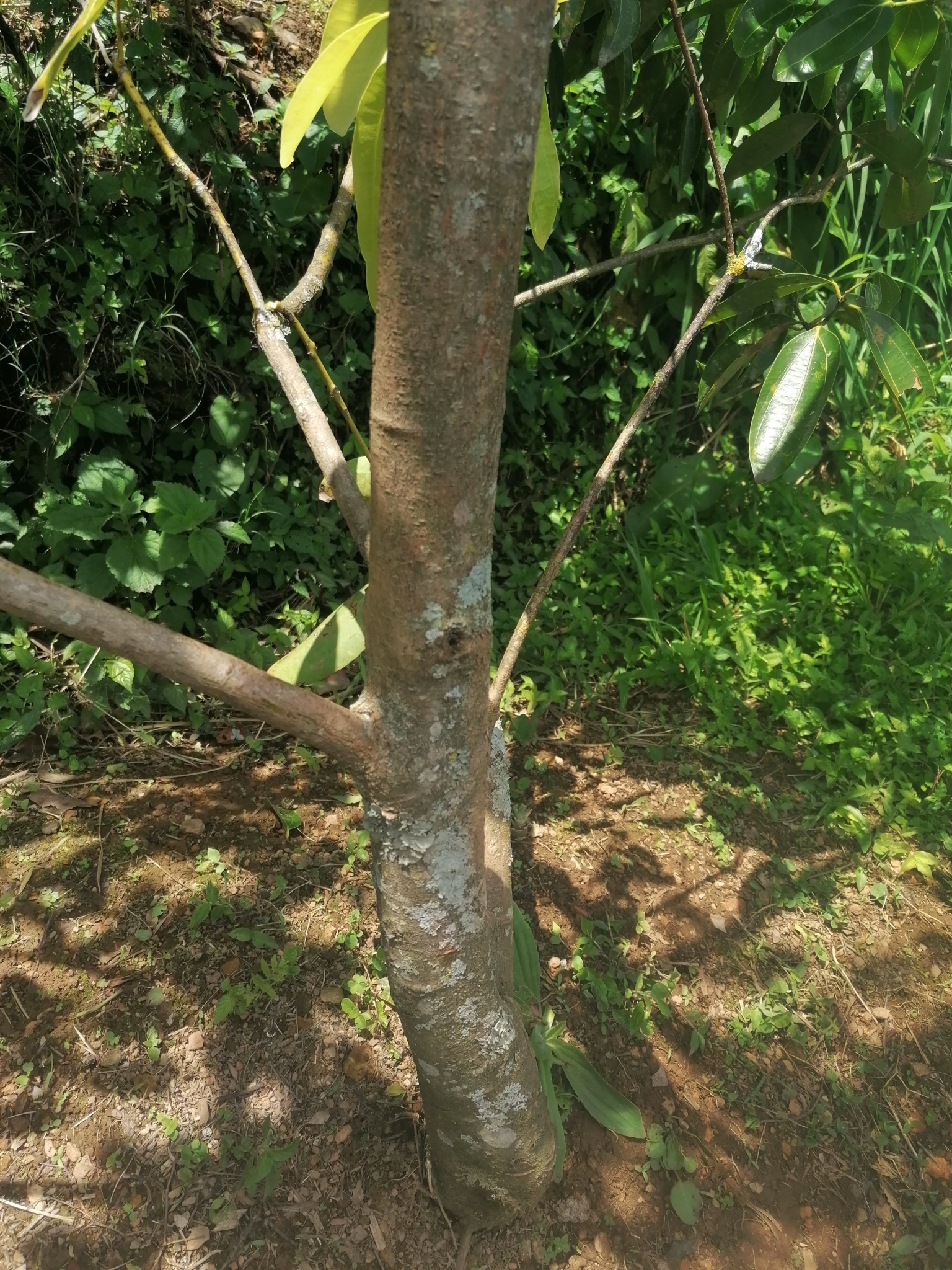 arbol de canela