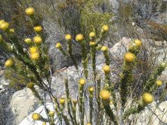 Phylica nigromontana