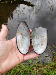 Anodonta oregonensis