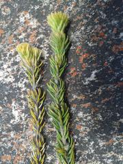 Phylica nigromontana
