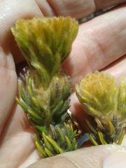 Phylica nigromontana
