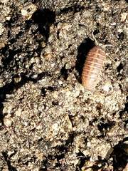 Armadillidium