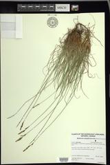 Carex simpliciuscula