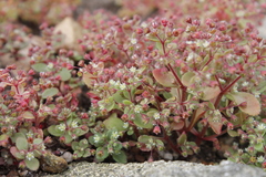 Crassula strigosa