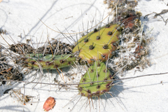 Opuntia mesacantha