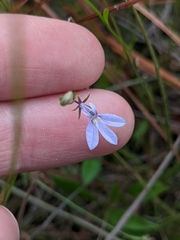 Lobelia nuttallii