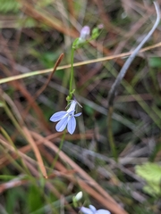 Lobelia nuttallii