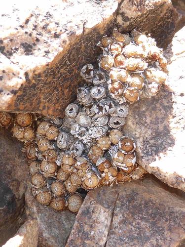 Conophytum jucundum