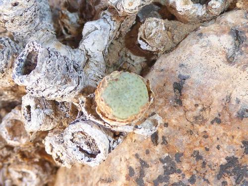 Conophytum jucundum