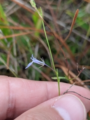 Lobelia nuttallii