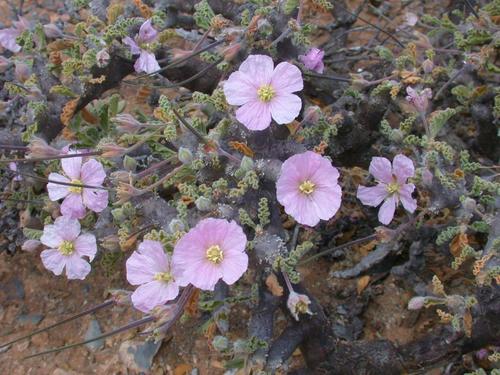 Monsonia inerme