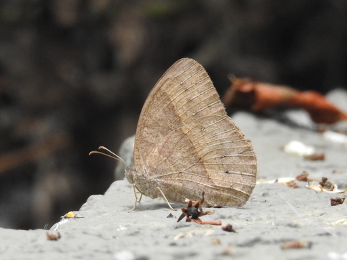 Dark-branded Bushbrown