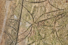 Pityogenes chalcographus