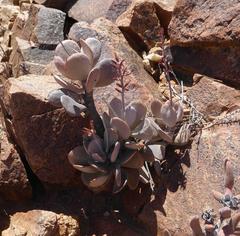 Adromischus alstonii