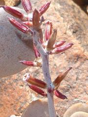Adromischus alstonii
