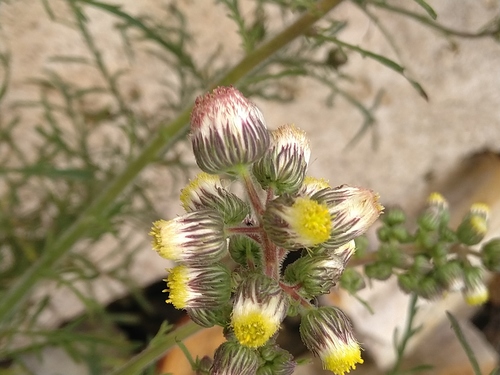 Conyza aegyptiaca iNat (1)
