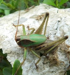 Alfredectes semiaeneus