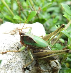 Alfredectes semiaeneus