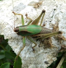 Alfredectes semiaeneus