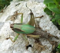 Alfredectes semiaeneus