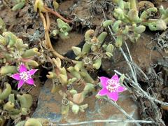 Sesuvium sesuvioides