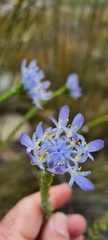 Lachnaea filamentosa