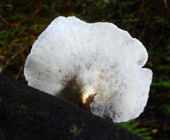 Polyporus picipes