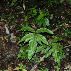 Bolbitis semipinnatifida