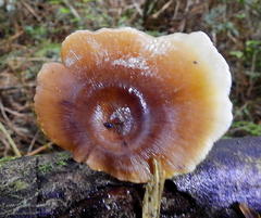 Polyporus picipes