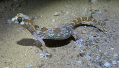 Pachydactylus latirostris