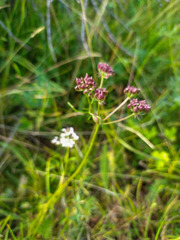 Ostericum tenuifolium