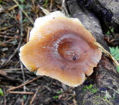 Polyporus picipes