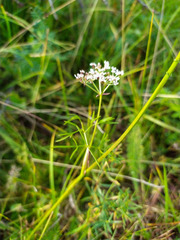 Ostericum tenuifolium
