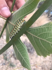 Papilio machaon