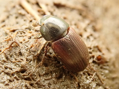 Sigorus porcus