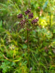 Ostericum tenuifolium